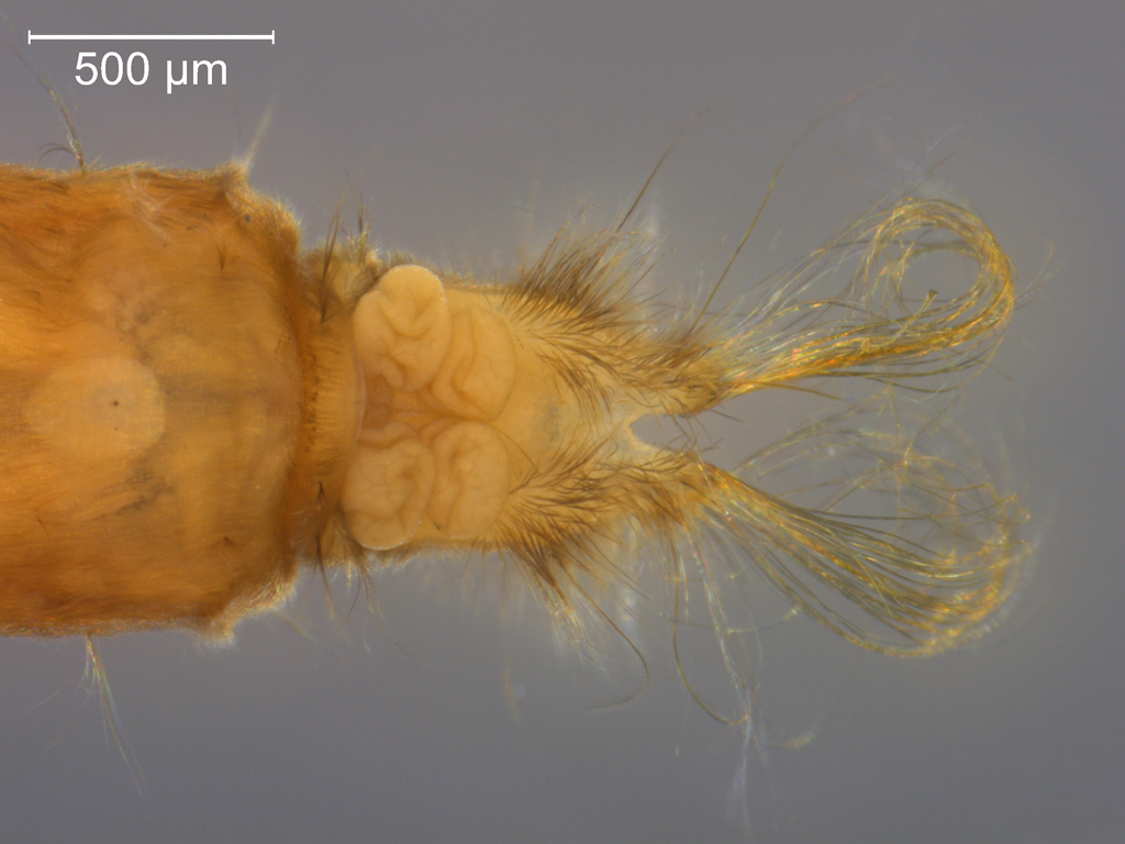 Euphylidorea/Phylidorea